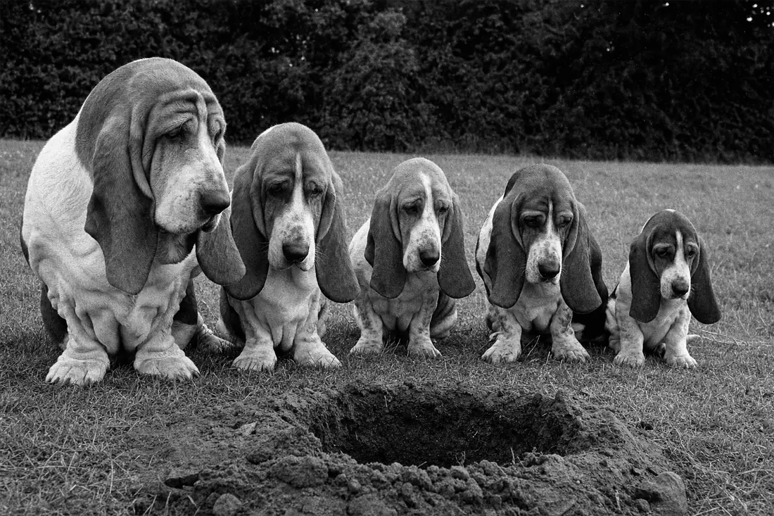 Five basset hounds sitting in a row on a lawn all facing the same hole